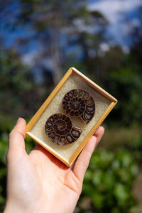 Thumbnail for Ammonite Pair
