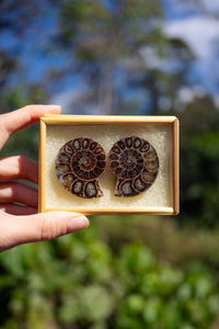 Thumbnail for Ammonite Pair