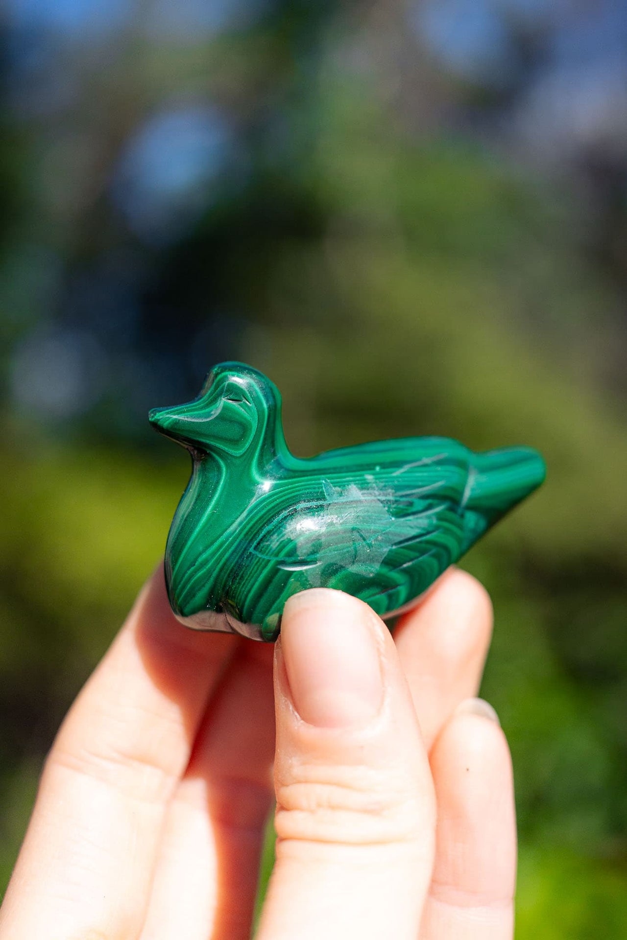 Malachite Duck