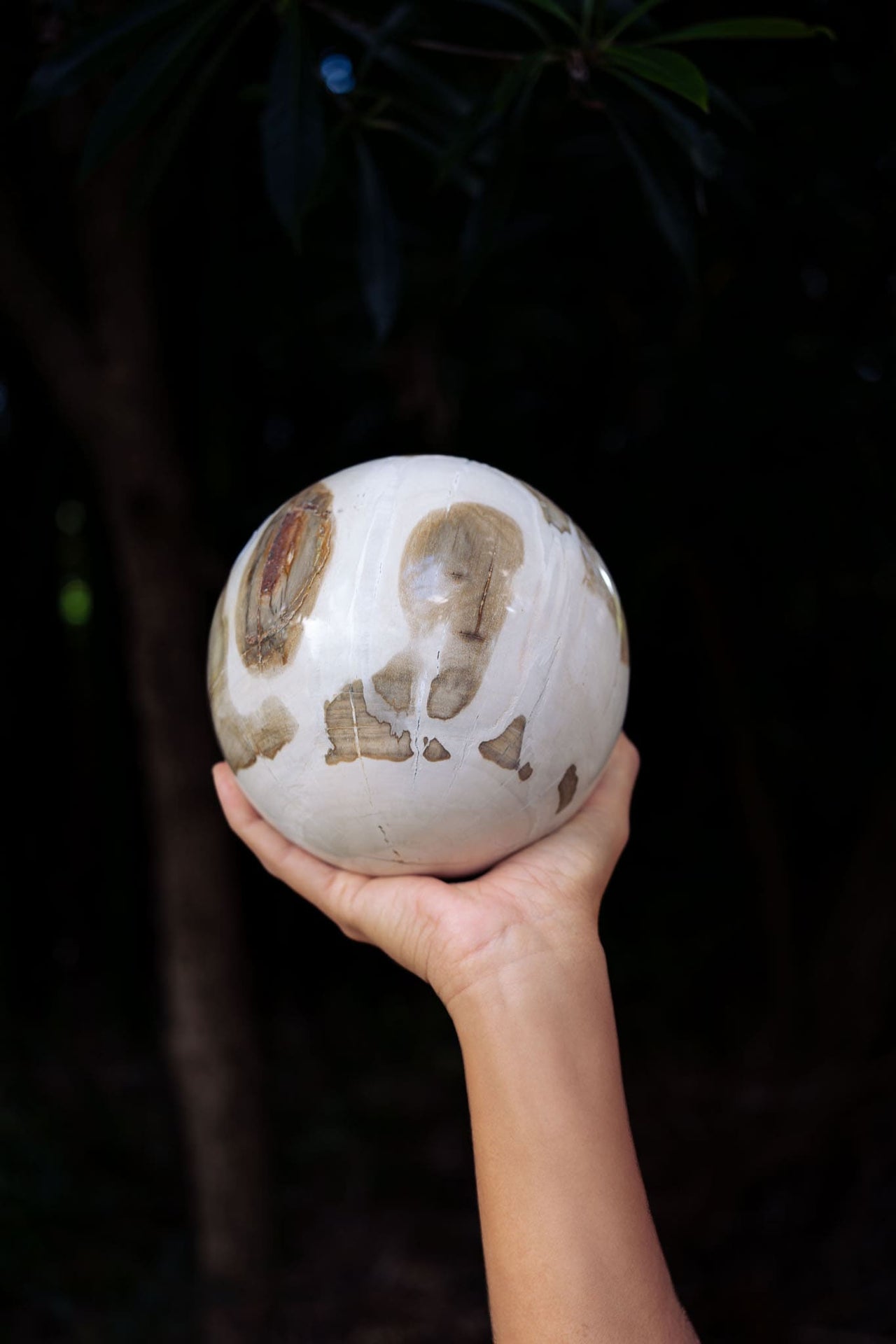 Petrified Wood Sphere