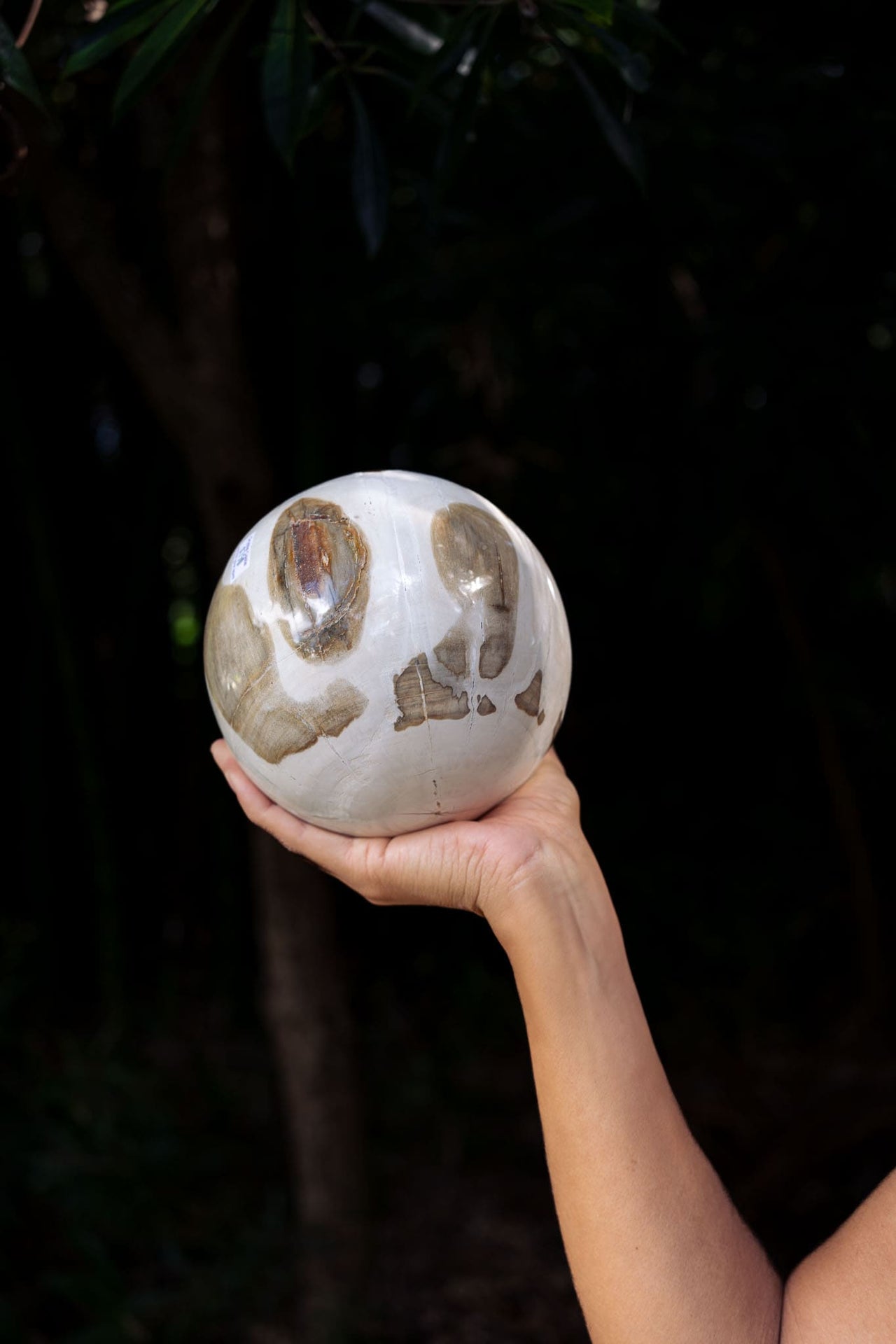 Petrified Wood Sphere