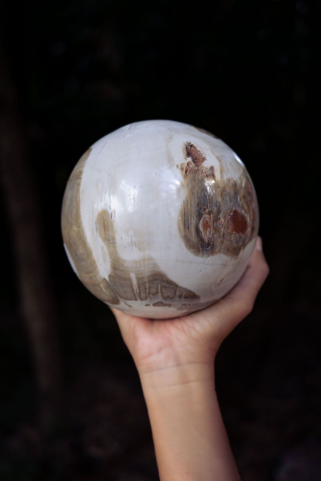 Petrified Wood Sphere