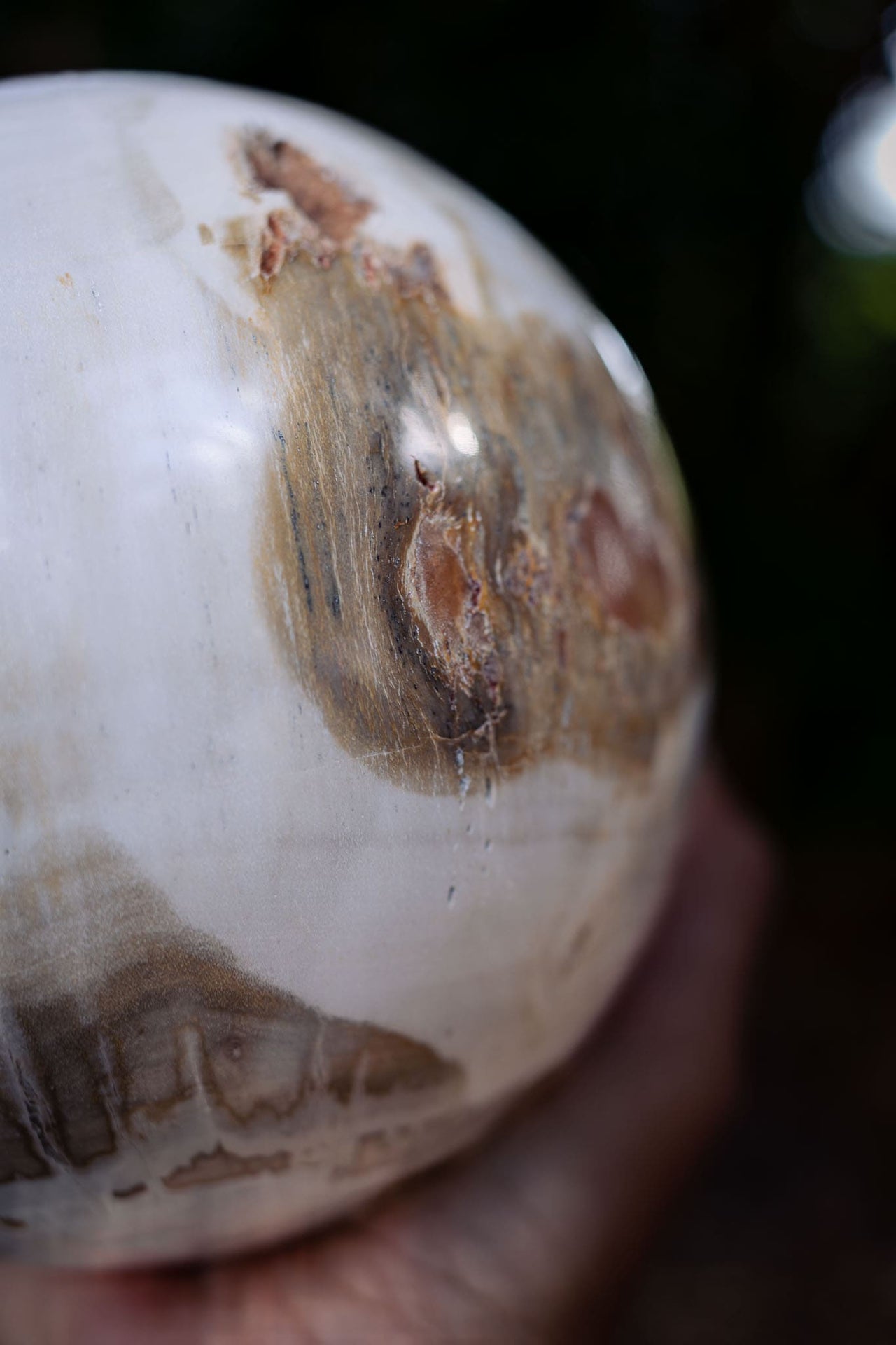 Petrified Wood Sphere