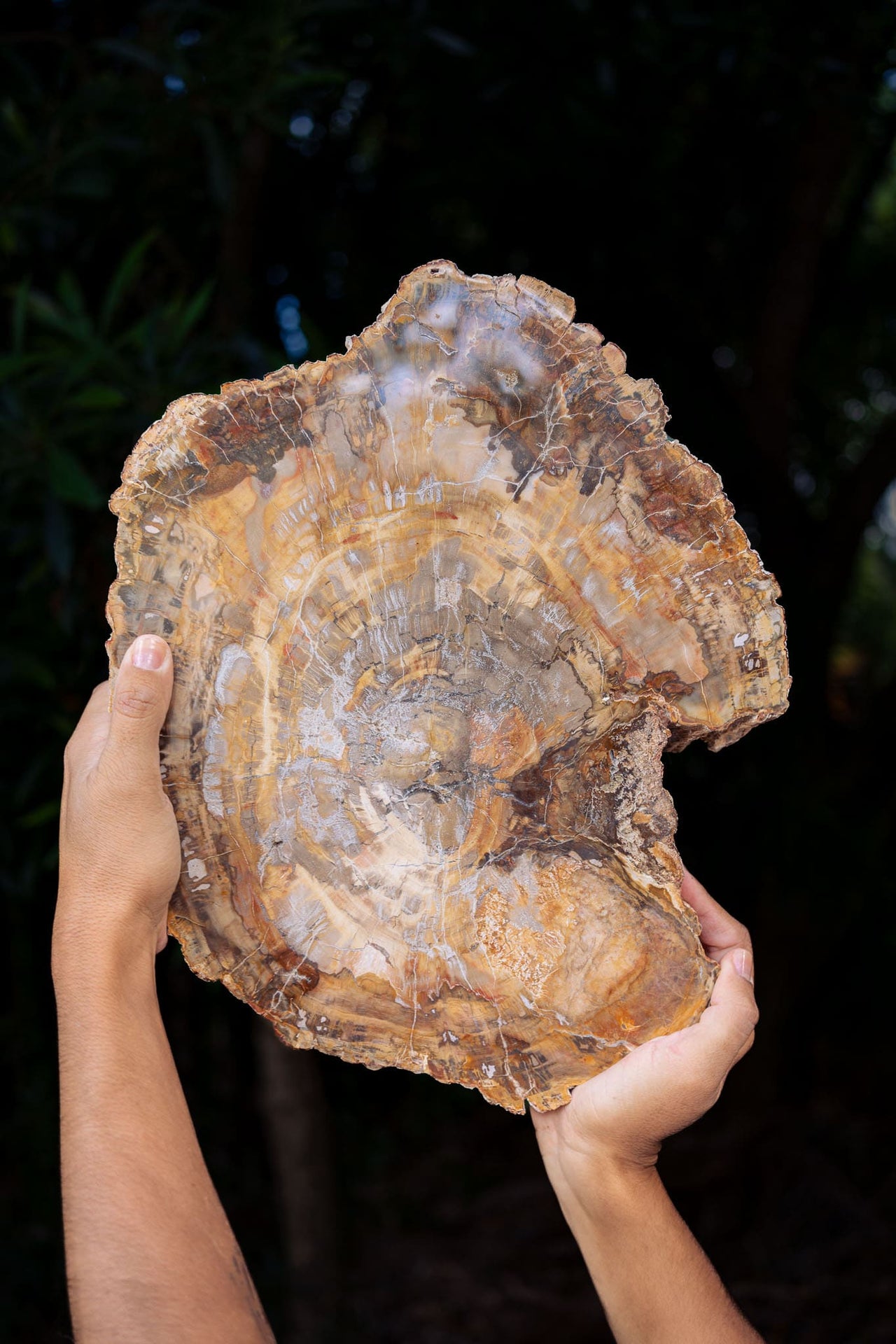 Petrified Wood