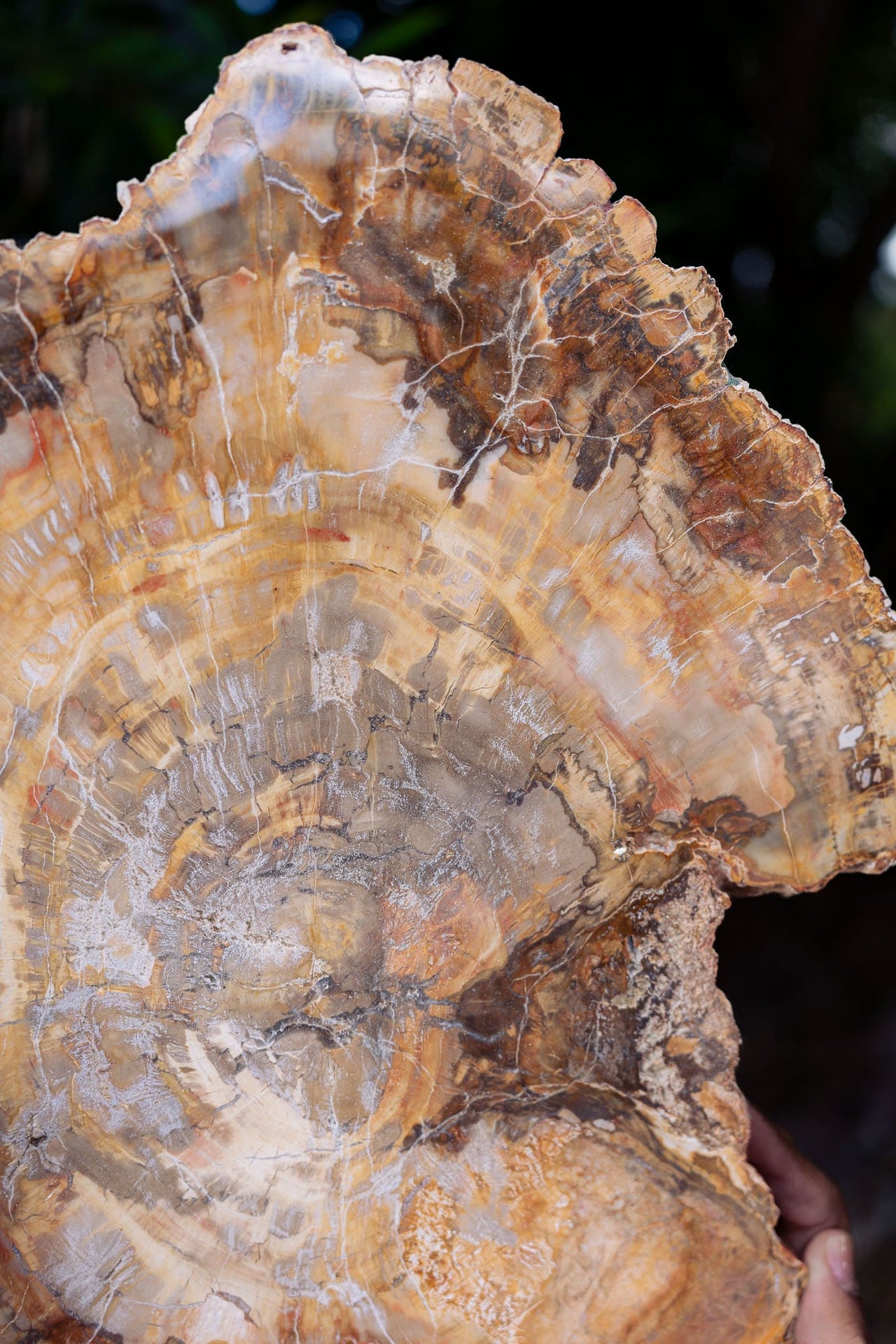 Petrified Wood