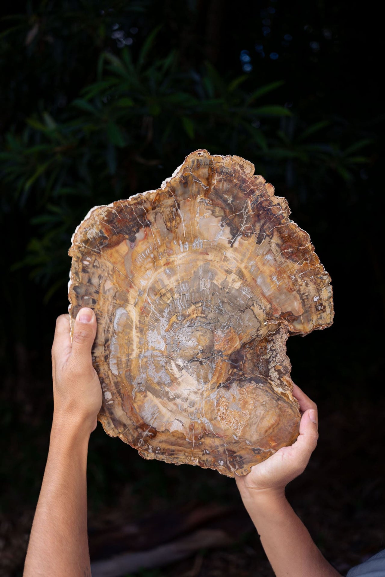 Petrified Wood