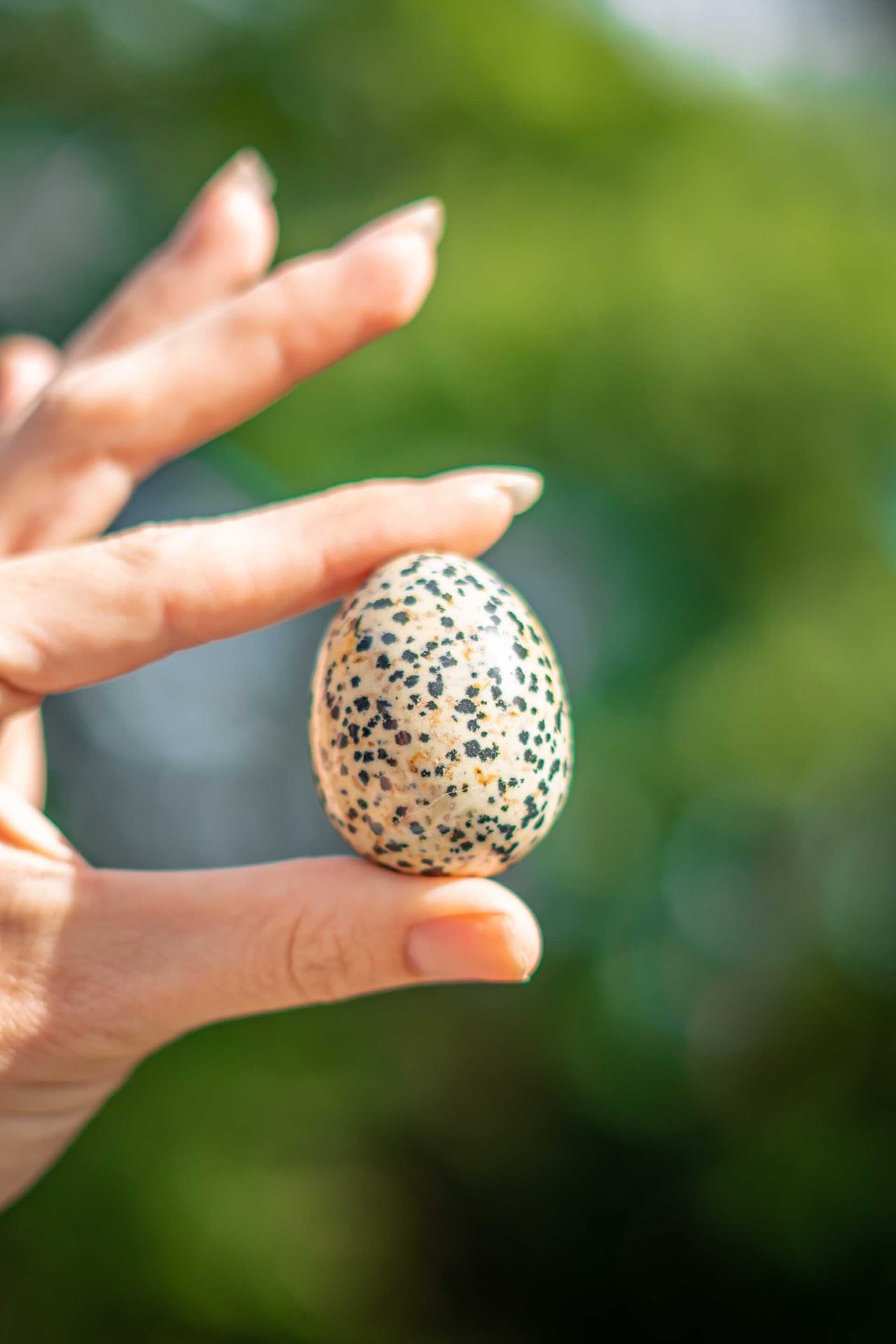Dalmation Jasper Egg
